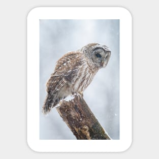 Barred Owl Sticker